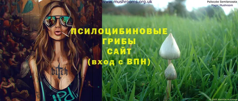 где найти наркотики  Воронеж  Псилоцибиновые грибы Psilocybe 